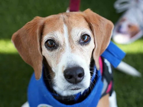Paws and Tales at Pacific Highlands Ranch Library
