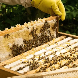 Beginner Beekeeping 2.0