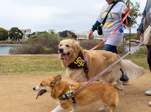 Walk for Animals – San Diego