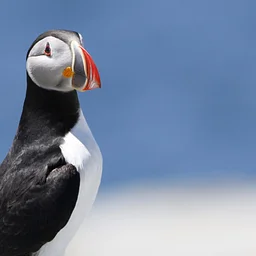 2027 Spring Birds of Acadia with Private Puffin Cruise