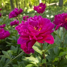 Massachusetts Gardening Symposium - Waltham, MA