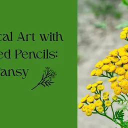 Botanical Art with Colored Pencils: Tansy