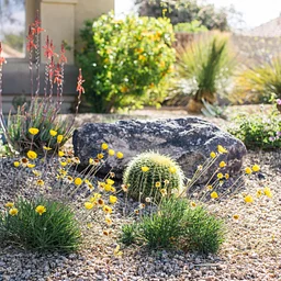 Fuss-Free Desert Gardening