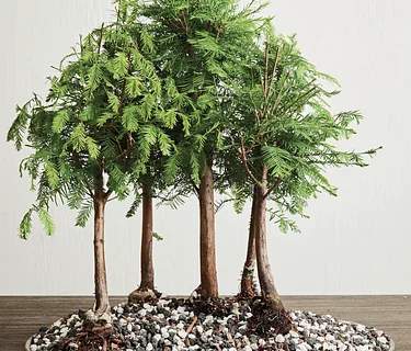 2026 The Art of Bonsai: June-Thurs