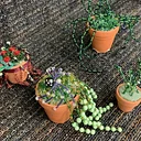 Beaded Plants