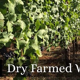 Wine 101: Dry Farmed Wines