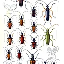 LONGHORN BEETLE PRESERVATION with GOTHAM TAXIDERMY