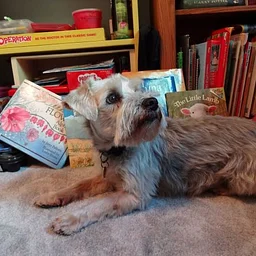 Reading to Rover