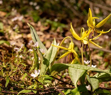 Spring Wildflowers of the NC Arboretum