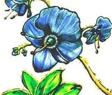 Summer Plant Sale begins!