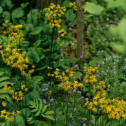 Grow More, Mow Less. Native Plant Alternatives to Turfgrass