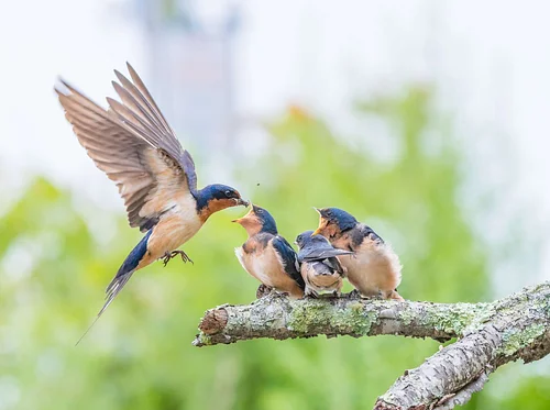 Birds Beyond Identification (Marshfield)
