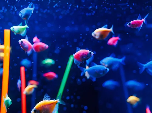 Night at the Aquarium