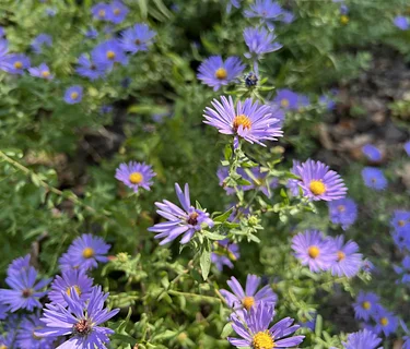 Native Plants of Fall