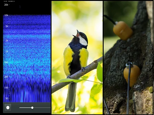 Soundscapes of the Arboretum: A Drop-in Event