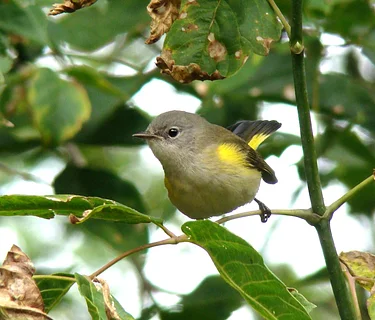 Inviting Wildlife into the Garden