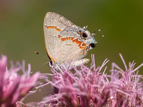July Weekend Butterfly ID Class & Walk