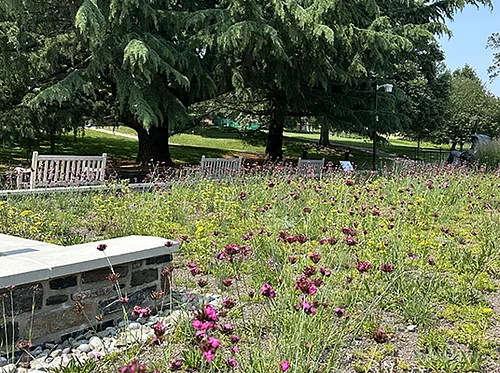 Accessible Green Roof Tour
