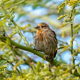 Birding Walk-About, Desert Willow