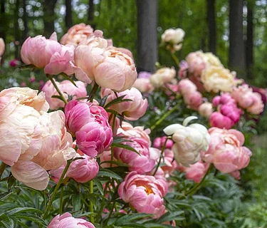 AHS Spring Garden Market - Alexandrea, VA