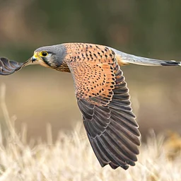 August Birding at Shawangunk Grasslands