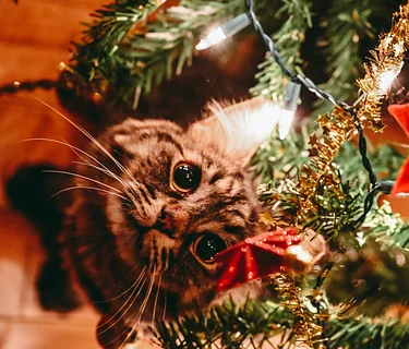 Closure: Christmas Day