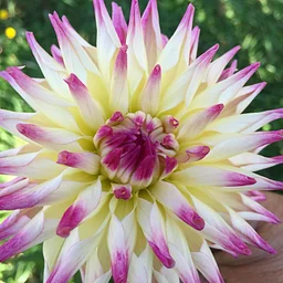 Lane County Dahlia Show