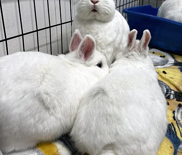 BunnyFest: Spring is in the Hare