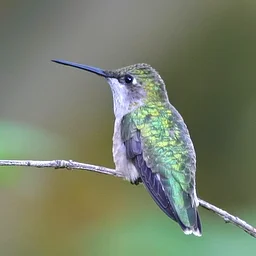 HUMMINGBIRDS: MASTERS OF THE AIR