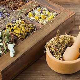 Intro to Herbalism with Claudia Nagy