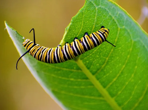 Let’s Go Find Some Bugs