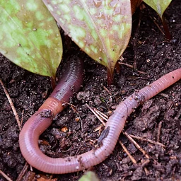From Glaciers to Gardens: How Earthworms Shaped Northeastern Forest Soils