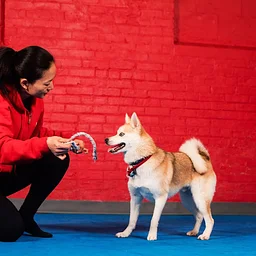 Intro To Dog Training | LECA 101 | 4-week course