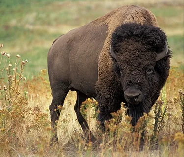 THE AMERICAN BUFFALO