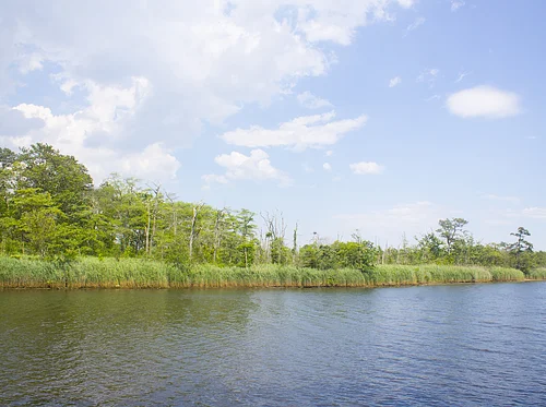 Walk on the Wild Side: Paradise Island Tour