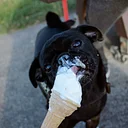 Ice-Cream Social for dogs!