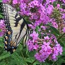 Nature at Night: Pollinators