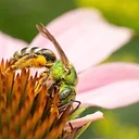 Native Bee Bootcamp
