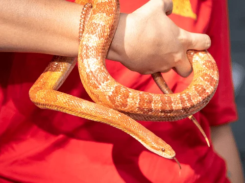 Animal Encounters