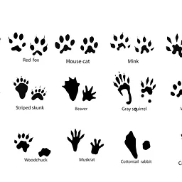Tracks, Scat and Chews