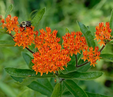 Supporting Wildlife with Trial Garden Top Performers: Asclepias (milkweed)