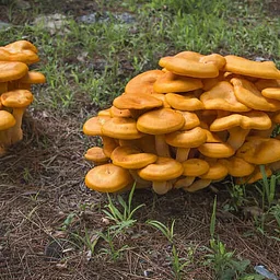 Slightly Spooky Beginner’s Mushroom Walk