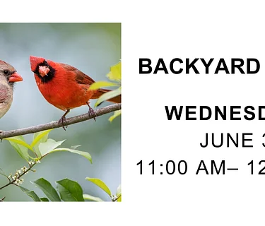 Backyard Birds