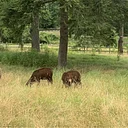 Monthly Living History: Farmstead Fridays – Tending the Flock