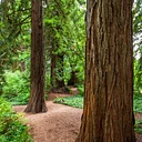 November Forest Bathing