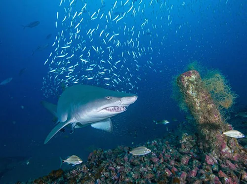 Sensational Sharks: History and Conservation of Sharks in North Carolina