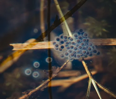 Frozen Frogs, Fairy Shrimp and Jellied Eggs (Hingham)
