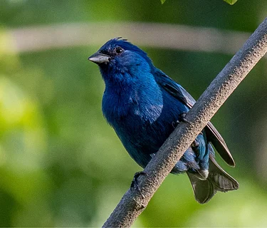 Weekend Bird Walk with the Valley Forge Audubon Society