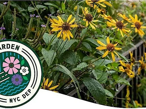 Rain Garden Stewardship Volunteer Days