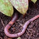 From Glaciers to Gardens: How Earthworms Shaped Northeastern Forest Soils